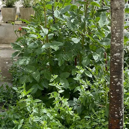 La Casa Di Zia Rita Apartman Porto SantʼElpidio